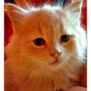 Grenfell Critter Club